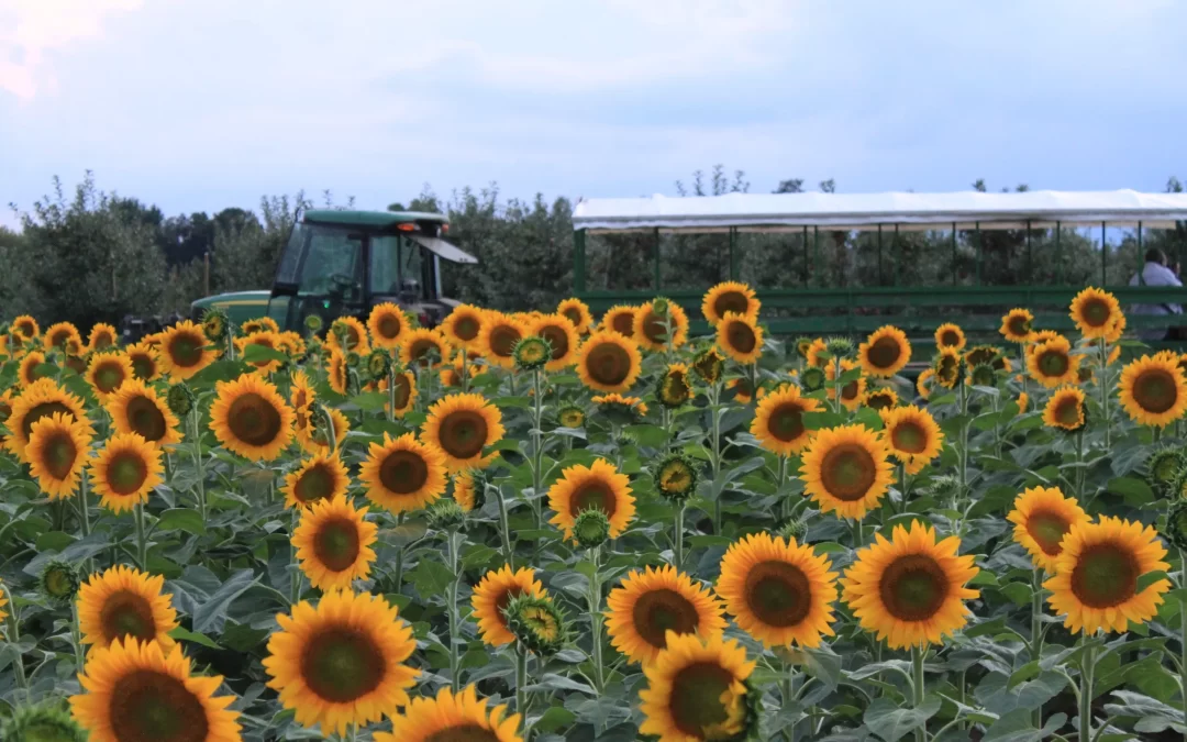 Upgrade Your Home With These 2024 Design Trends